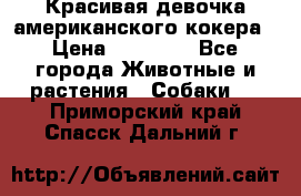 Красивая девочка американского кокера › Цена ­ 35 000 - Все города Животные и растения » Собаки   . Приморский край,Спасск-Дальний г.